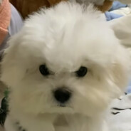 斯派克儿