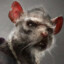 teacher splinter