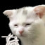 CommieCat