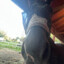 snaffle