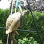 Tortue Acrobate