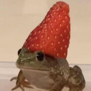 mofrog