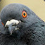 Pigeon of Doom