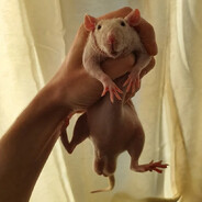 Sackrat