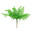 Fern