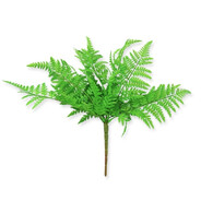 Fern