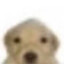 kasper