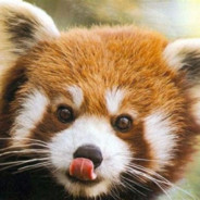 RedPandaGuy