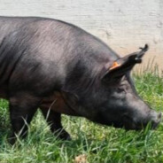 大别山突破手黑猪