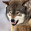 Volk