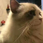 好吃你就多吃点