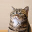 MeowMeow