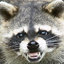 Raccoon47788