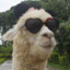 PunkLlama