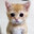 El Gato