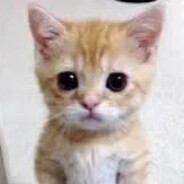 El Gato