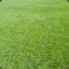 A Well-Maintained Lawn