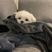中意阿-
