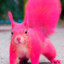 Pinksquirrel ︻芫=----