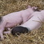 TiredPig