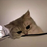 射那么准，孩子你养吗？