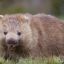 GumowyWombat