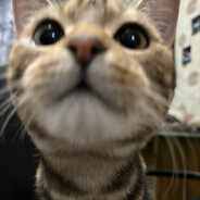 Mr.Cat72