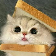 котик в хлебушке