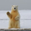 Polar bear