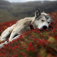 Fenrir