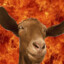 AScreamingGoat