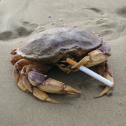 crab