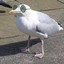 CoolGull