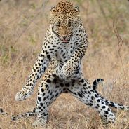 gondracobra