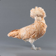 Chickenman505
