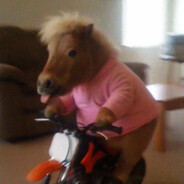 Gay Little Horse