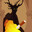 The Hidden King