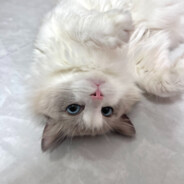 相册里的她好看么