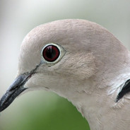 Pomba