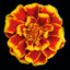 Marigold