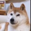 DISILODoge