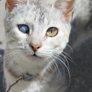 meow avatar