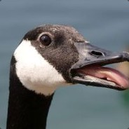 Goose