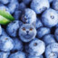 blueberrycat