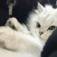 爱打磕睡的小毅