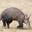 Yung Aardvark