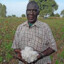 cotton picker