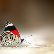 谐和明文主民富强