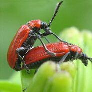 ЖУК - steam id 76561198362004570