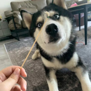 盗号广告都是狗